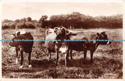 R354730 Jersey Cows 206939 J V Valentine and Sons RP 1937