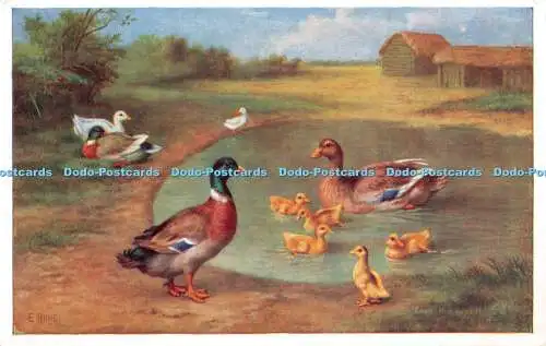 R352202 Farm Ducks schwimmen im Teich J Salmon E Hunt 1961