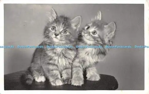 R355799 Kitten A J Rowell A R P S 1960