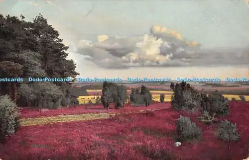 R354240 Am Wilseder Berg Naturschutzpark in der Lüneburger Heide Serie I Nr 1 Nr