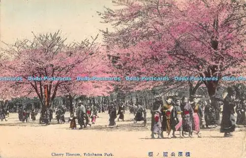 R357343 Cherry Blossom Yokohama Park Made in Japan 1911