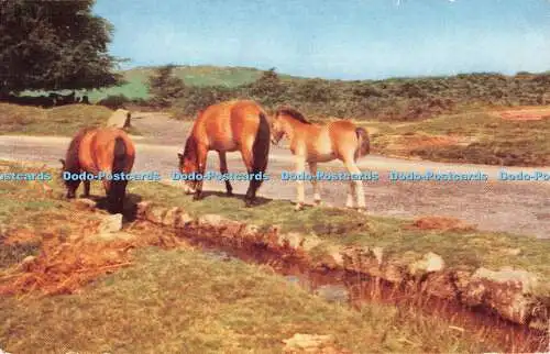 R359511 Dartmoor Ponys J Salmon Cameracolour 1961