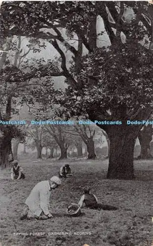 R359853 Epping Forest Gathering Acorns G D and D The Star Series 1908