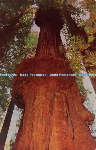 R363206 Double Burl Redwood Tree C3861 Mike Roberts The George H Eberhard Compan