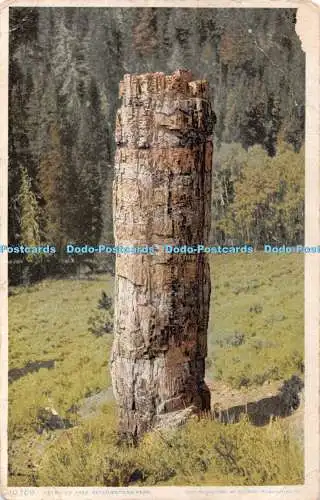 R361651 10769 Petrified Tree Yellowstone Park 1906 Detroit Publishing Phostint C