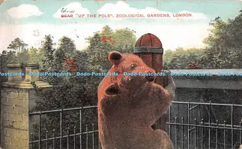 R363721 Bear Up The Pole Zoological Gardens London The Star Series G D and D Lon