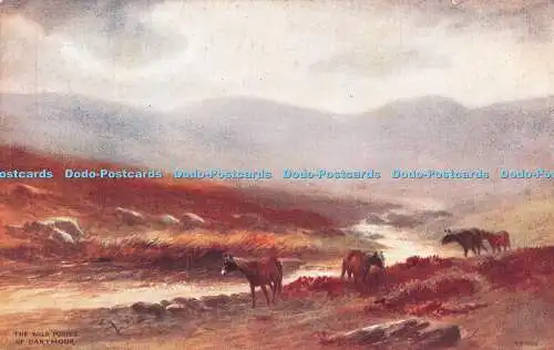 R370923 The Wild Ponies of Dartmoor J Salmon W H Dyer