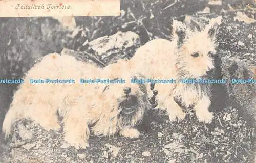 R369590 Poltalloch Terrier Hunde