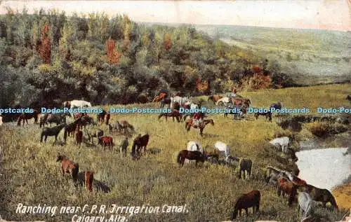 R371357 Alta Calgary Ranching near C P R Irrigation Canal W G Mac Farlane 1907