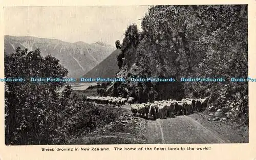 R371434 Schafe treiben in Neuseeland Die Heimat des feinsten Lammes der Welt