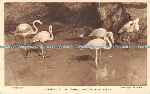 R370078 Flamingos im Pond Whipsnade Park F W Bond Das Eigentum der Zoologischen