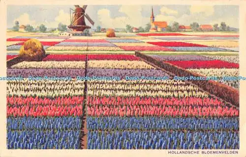 R370083 Hollandsche Bloemenvelden Hyazinthen J Sleding Amsterdam 1938 3