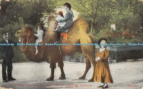 R370118 Dromedar mit Riders Zoological Gardens London G D und D L