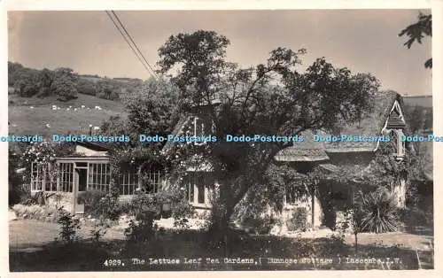 R371933 I W Luccombe Dunnose Cottage The Lettuce Leaf Tea Gardens Nigh RP