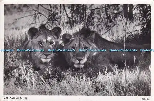 R372661 African Wild Life No 63 P O Box 5882 RP 1959