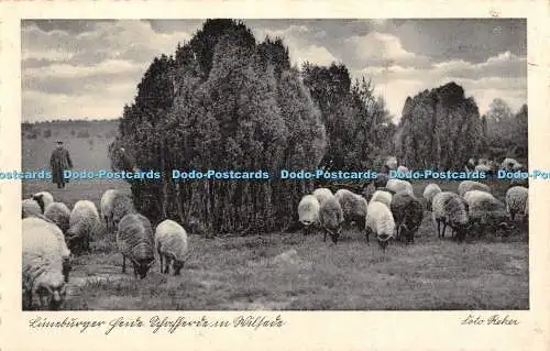 R373789 Im Naturschutzpark Schafherde in Wilsede 44063 Rud Reher 1936