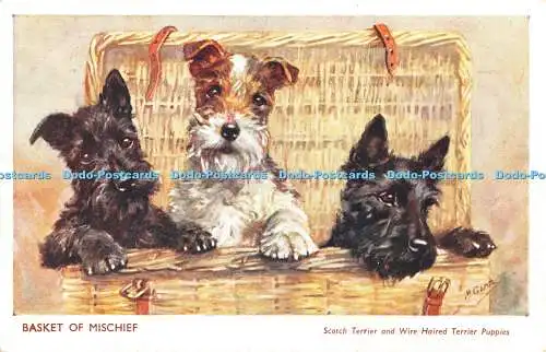 R375629 Korb mit Mischief Scotch Terrier und Drahthaar Terrier Welpen Lachs