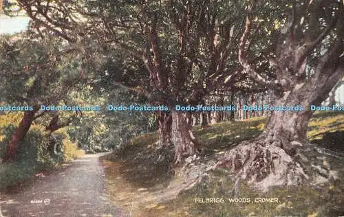 R382144 Cromer Felbrigg Woods Rounce and Wortley 1934