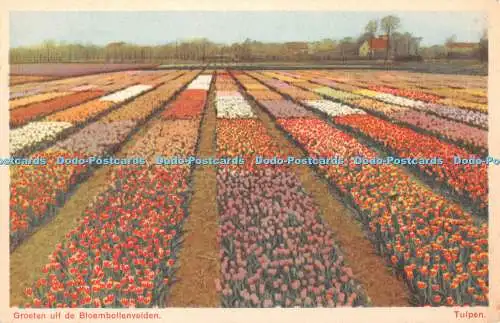 R377371 Groeten uit de Bloembollenvelden Tulpen Rembrandt No 11