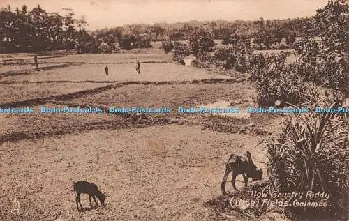 R382432 Colombo Low Country Paddy Reisfelder Tuck Collo Sepia