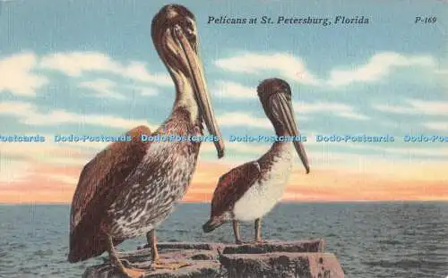 R381129 Pelicans ar St Petersburg Florida P 169 Tichnor Quality Views Tichnor Br