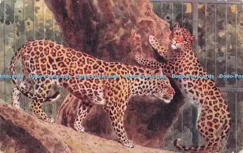 R383054 Leopards at the Zoological Gardens London Salmon 3162 1932