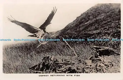 R381272 Fischadler Rückkehr mit Fisch Vogel RP