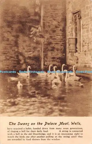R383190 Die Schwäne auf dem Palastgraben Brunnen T W Phillips