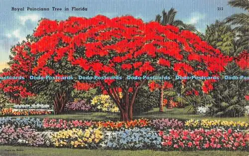 R382060 Royal Poinciana Tree in Florida Romer Tichnor Quality News