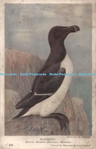 R383917 British Museum Natural History Razorbill Waterlow H Gronvold