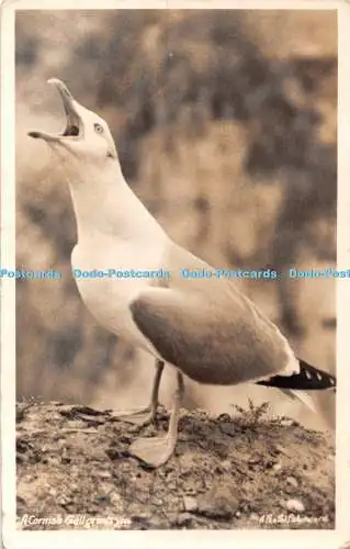 R383922 A Cornish Gull Greets You Fran Grattan A R P S A Pen Pol Picturecards