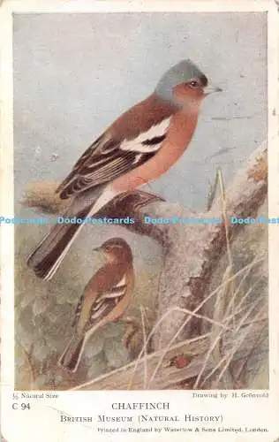 R383968 British Museum Natural History Chaffinch Waterlow H Gronvold