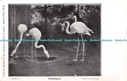 R387252 Flamingoes Zoological Society of London H Irving