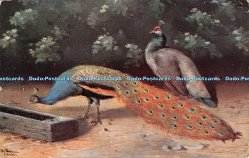 R386350 Zwei Pfauen Serie 263 Postkarte 1954