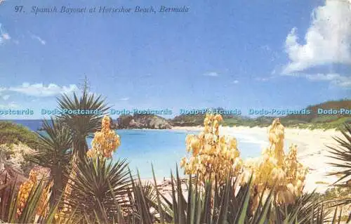 R393929 97 Spanisches Bajonett am Hufeisenstrand Bermuda A J Gorham Mardon