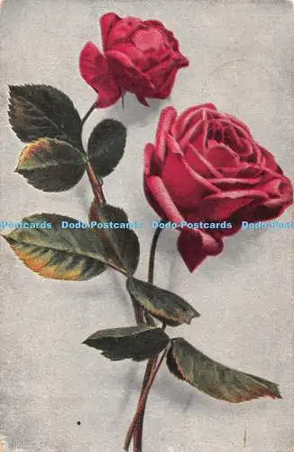 R394222 Rosen L und P 6147 V Grußkarte Postkarte