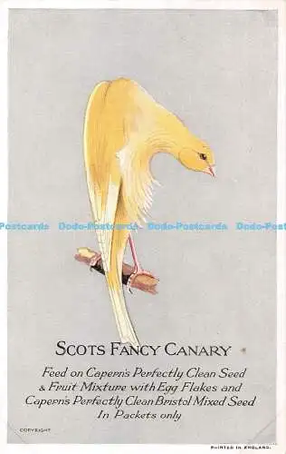 R394328 Scots Fancy Kanarienfutter auf Kapern perfekt saubere Samen- und Obstmischung