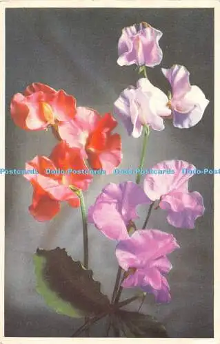 R395571 Sweet Pea Valentine Flower Series No 4 RP 1960