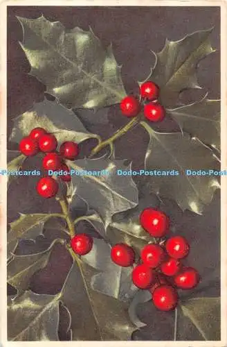 R396157 Ilex Aquifolium L Stechpalme Hulse Houx Holly E Gyger