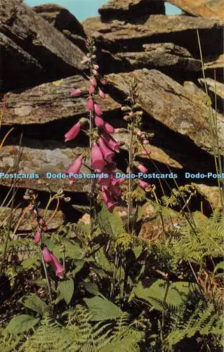 R396531 Wild Fingerhut Britische Wildblumen J Lachs Kamerafarbe