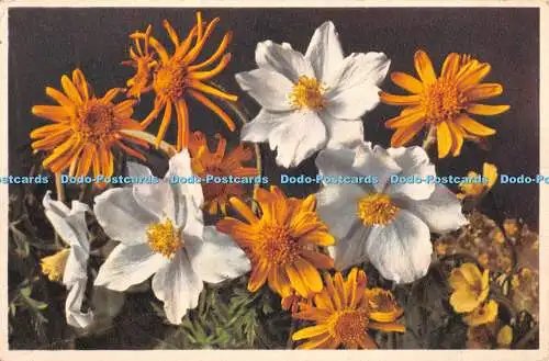 R398783 Anemone Alpina Alpen Anemone E Gyger 1949