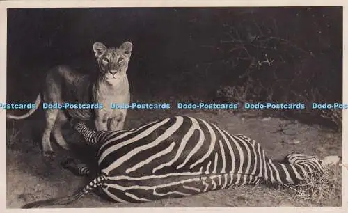 R397292 Löwe und Zebra Foto Martin Johnson A M N H