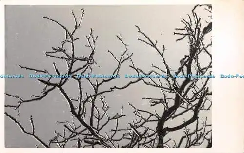 R401255 Postkarte Eisige Zweige