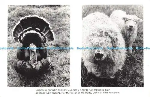 R403343 East Yorkshire Driffield Foston auf der Worlds Norfolk Bronze Türkei und