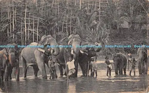 R403534 Kandy Temple Elephants at Katugastota Plate No 126