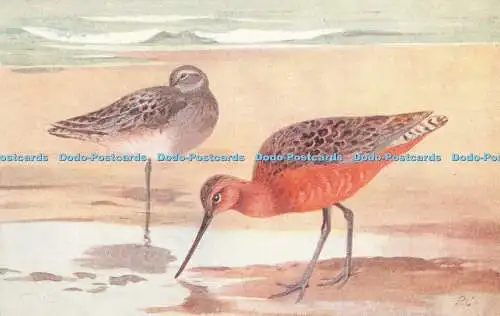 R398170 Bar Tailed Godwit Limosa lapponica Lansdowne Publishing Co