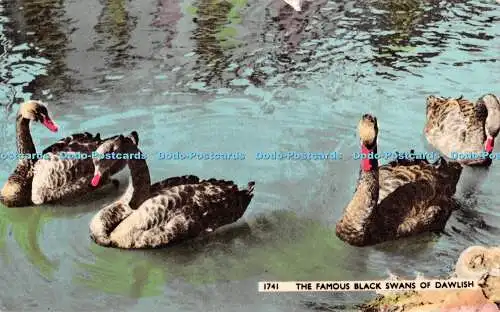 R403797 The Famous Black Swans of Dawlish Dearden and Wade 1964