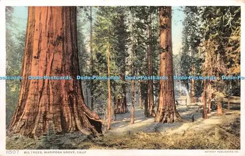 R398432 Big Trees Mariposa Grove Kalifornien 11507 Detroit Publishing Co Phostint Karte