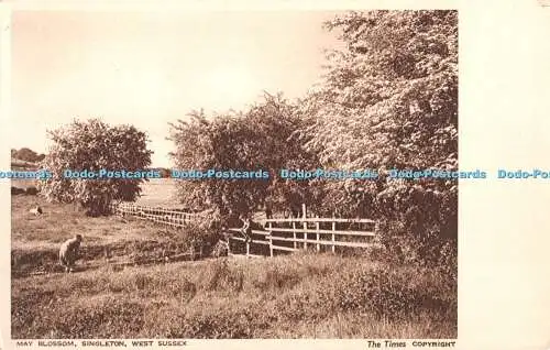 R405576 West Sussex May Blossom Singleton The Photochrom The Times Spring Blosso