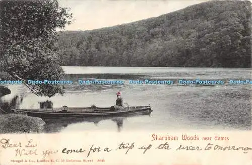 R404453 Sharpham Woods bei Totnes Stengel 18845